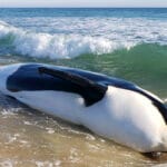 Beached Whale Florida