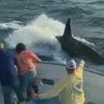 orcas_in_the_gulf_of_mexico