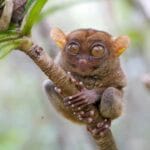 philippine_tarsier