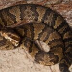 picture_of_a_cottonmouth_snake