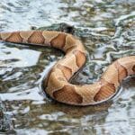 picture_of_copperhead_snake