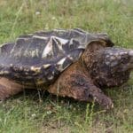 pictures_of_snapping_turtles