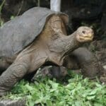 pinta_island_tortoise__