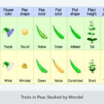 plants_used_in_early_genetics_experiments_nyt