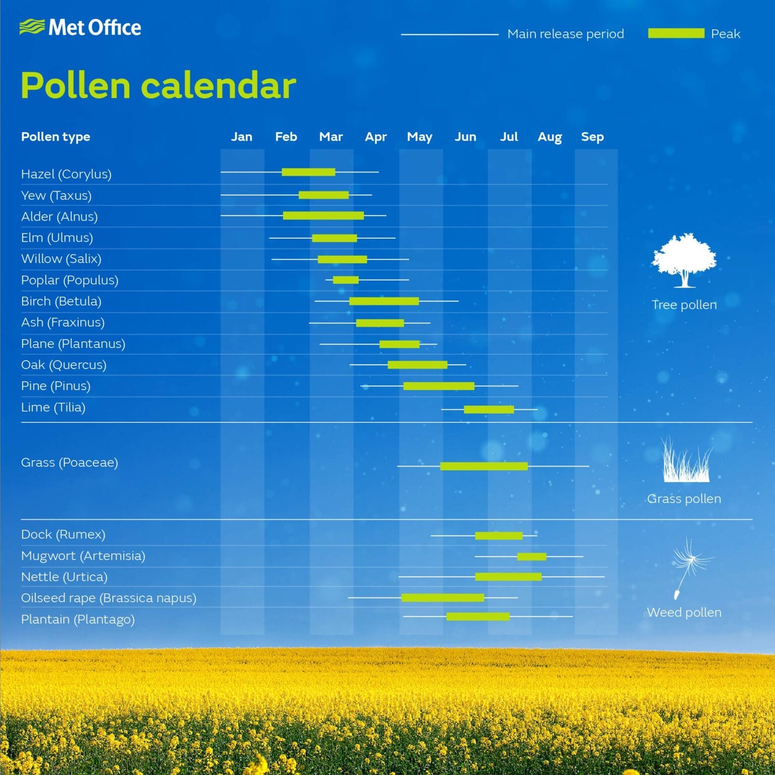 Las Vegas Pollen Counts What You Need to Know to Survive Allergy Season
