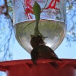 praying_mantis_hummingbird