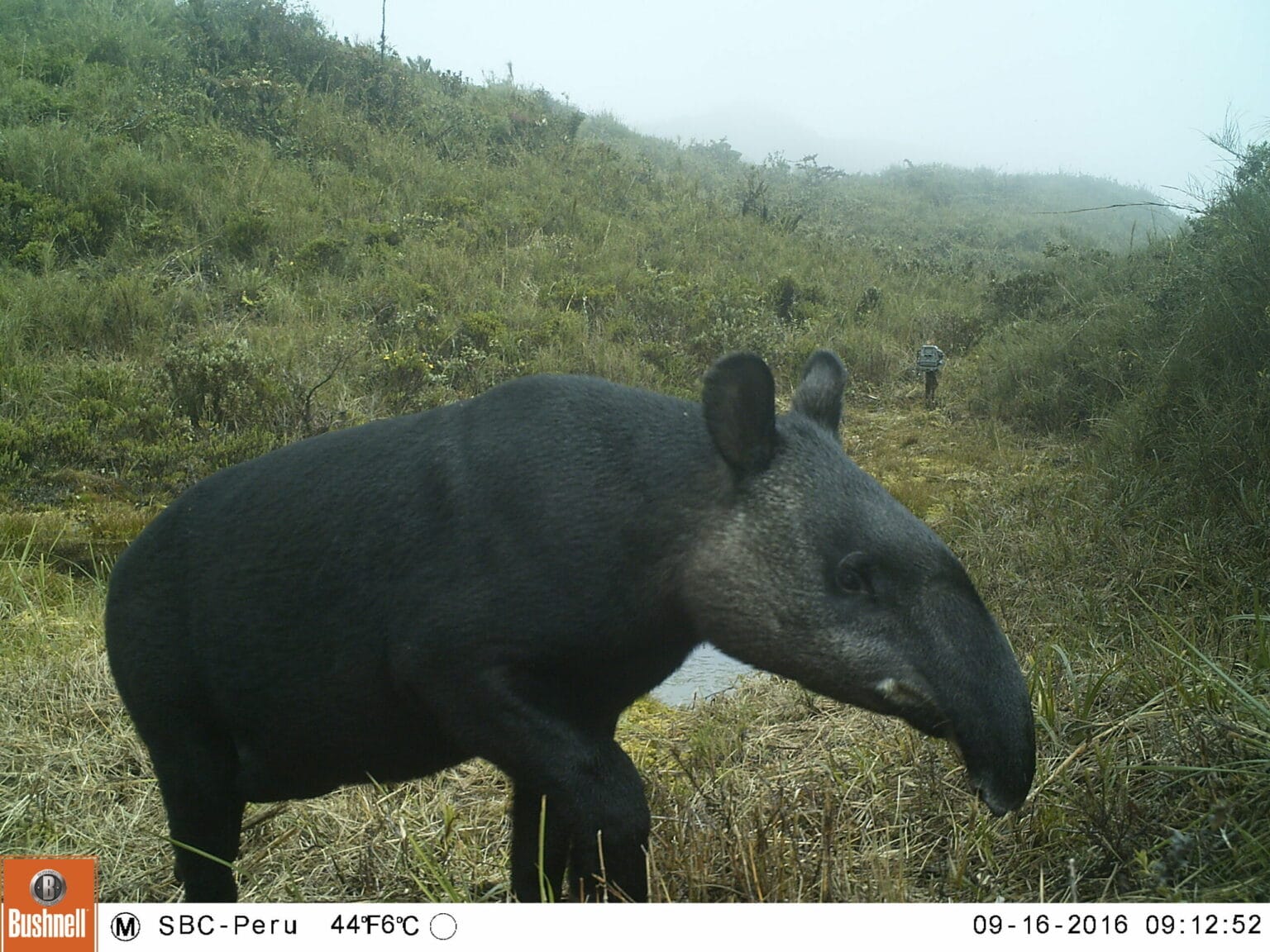 How to Pronounce Tapir Like a True Linguist