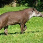 pronunciation_of_tapir