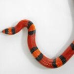pueblan_milk_snake