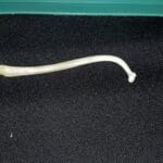 raccoon_baculum