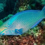 rainbow_parrotfish