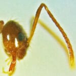 rasberry_crazy_ant