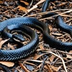 rat_snake_vs_copperhead