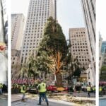 rockefeller_tree_tragedy