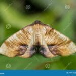 scorched_wing_moth_caterpillar__