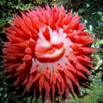 sea_anemone_pronunciation