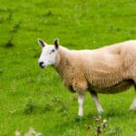 sheep_s_pluck