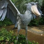 shoebill_stork_sound__