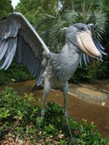 The Remarkable Sound of the Shoebill Stork