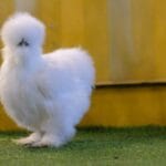 silkie_chicken_meat