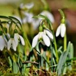 snowdrop_flower_meaning