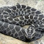 speckled_rattlesnake
