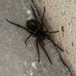 spiders_of_northeast_pennsylvania