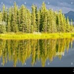 subarctic_evergreen_forest
