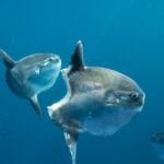 sunfish_oregon