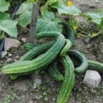 suyo_long_cucumber