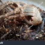 tarantula_molting