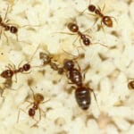 tawny_crazy_ants