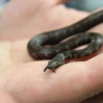 tentacled_snake