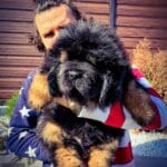 tibetan_mastiff_for_sale_in_china