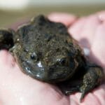titicaca_frog__