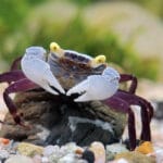 vampire_crabs_for_sale
