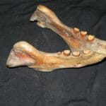 walrus_teeth_ivory