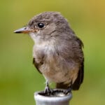western_wood_pewee