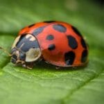 what_eats_ladybugs__