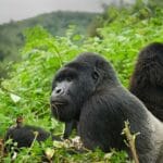 what_is_special_about_a_mountain_gorilla_s_nose