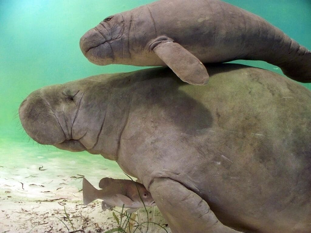 Why It's Illegal and Harmful to Touch Manatees Understanding the Law