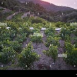 wine_from_ikaria_greece