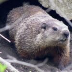 woodchuck_names