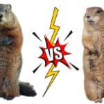 woodchuck_vs_beaver__