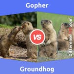 woodchuck_vs_gopher