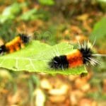 wooly_bear_caterpillars