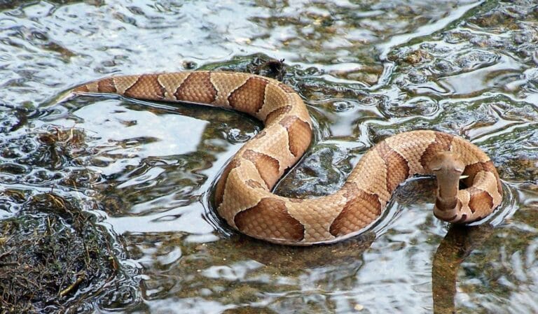 Young Copperhead Snake Care Guide preview