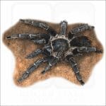zebra_tarantula__