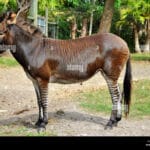 zorse_for_sale