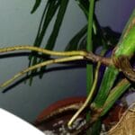 aerial_root_monstera